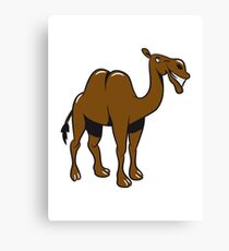 Camel funny cool funny Canvas Print