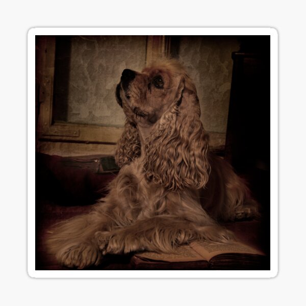 american cocker spaniel Sticker