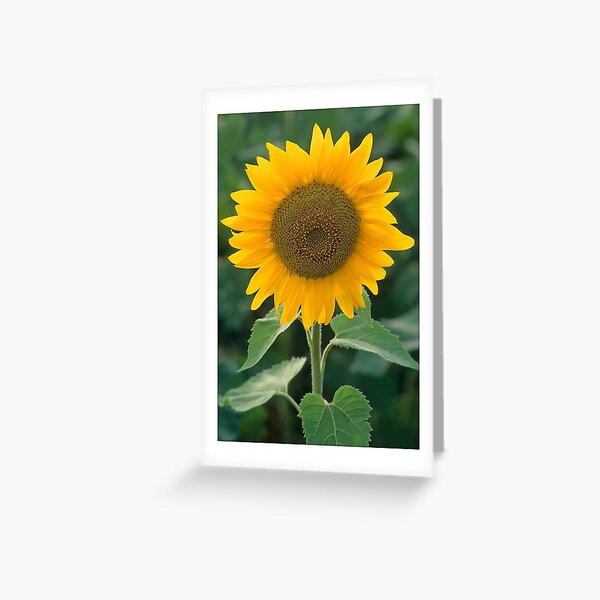 Sunflower (c) Greeting Card