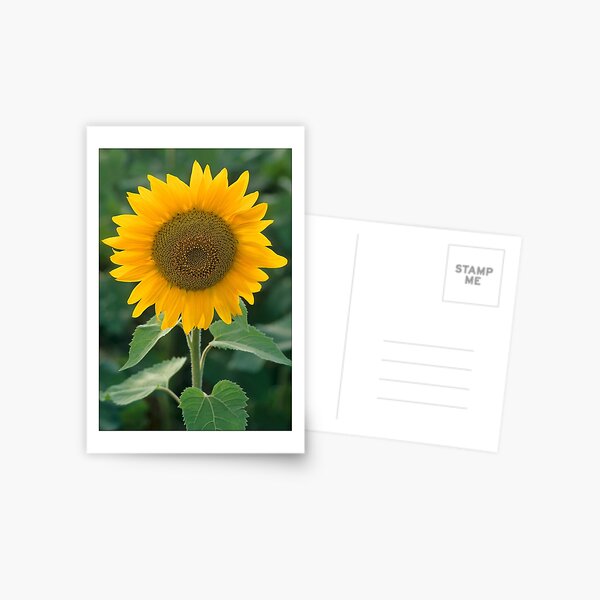 Sunflower (c) Postcard