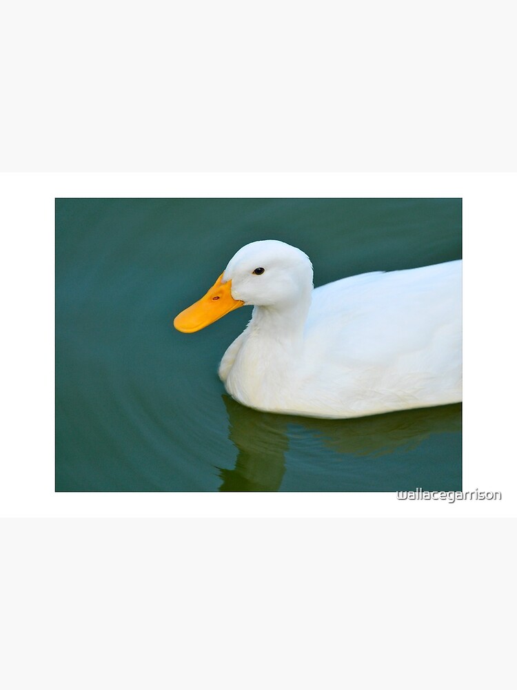 Thumbnail 2 of 2, Postcard, White Duck (c) designed and sold by wallacegarrison.