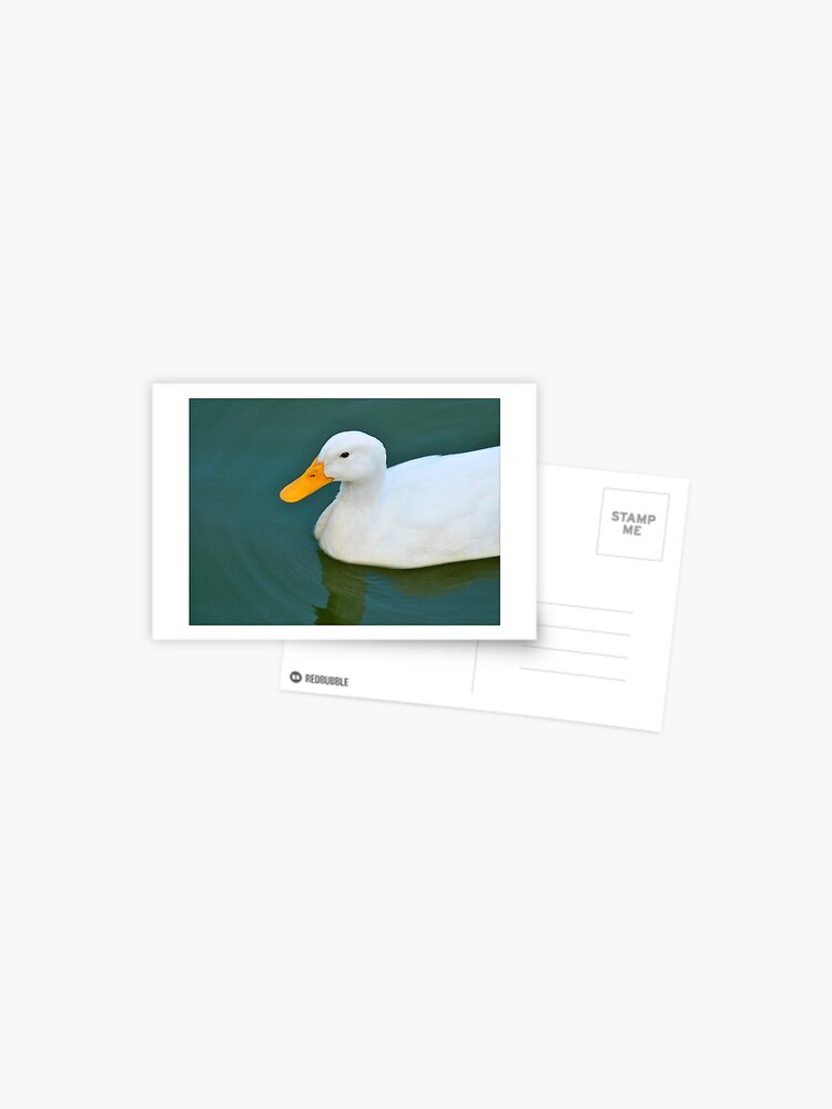 Postcard, White Duck (c) designed and sold by wallacegarrison
