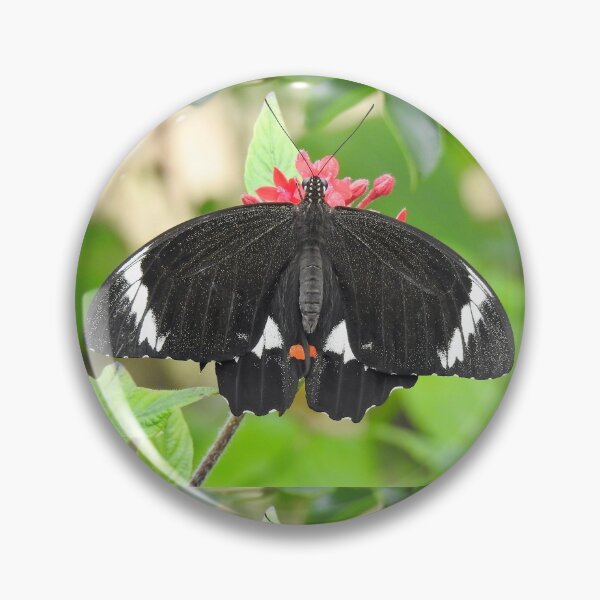 Item preview, Orchard Swallowtail Butterfly designed and sold by Dragonsfield.