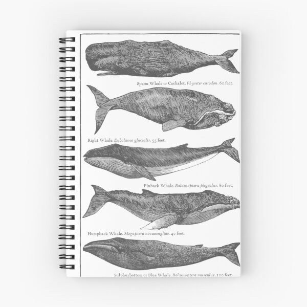 Item preview, Whales designed and sold by HorusStudio.