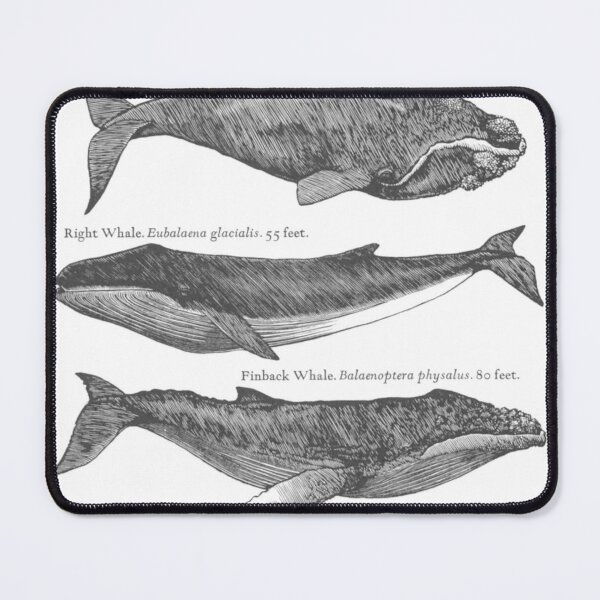 Item preview, Whales designed and sold by HorusStudio.