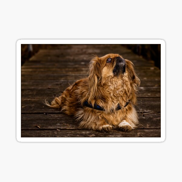 Hund, Pekinese Sticker
