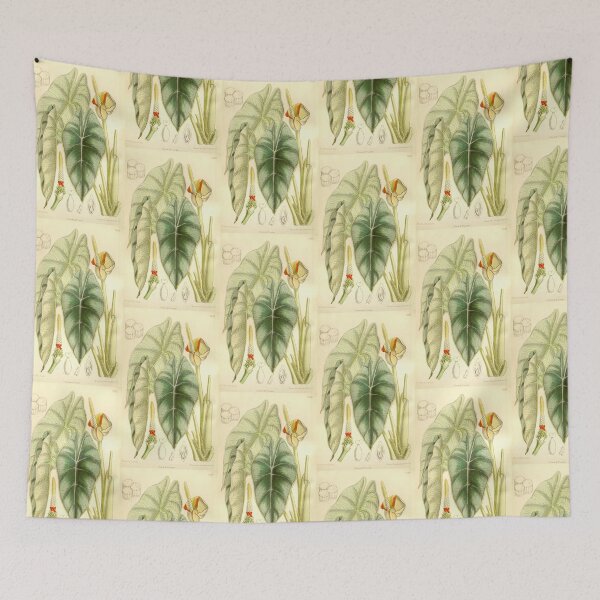 Item preview, Alocasia reversa - Botanical Illustration designed and sold by chimakingthings.