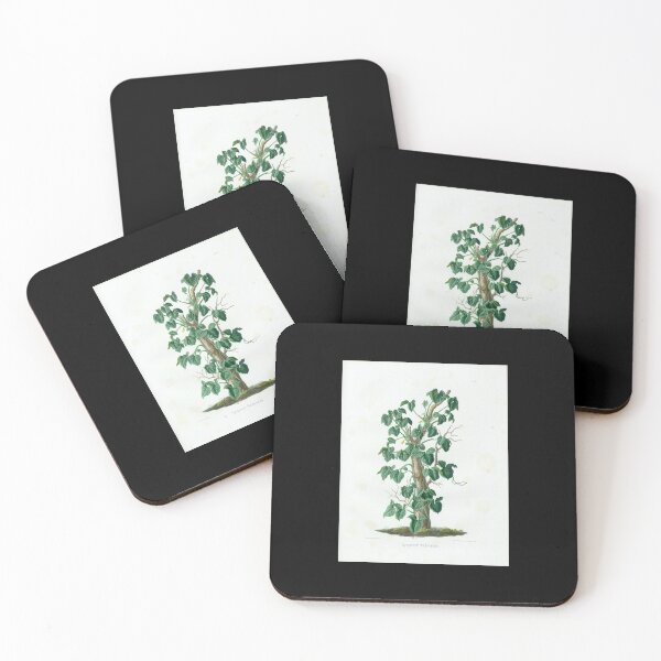 Item preview, Mature Syngonium podophyllum - Aroideae Maximilianae - Botanical Illustration designed and sold by chimakingthings.