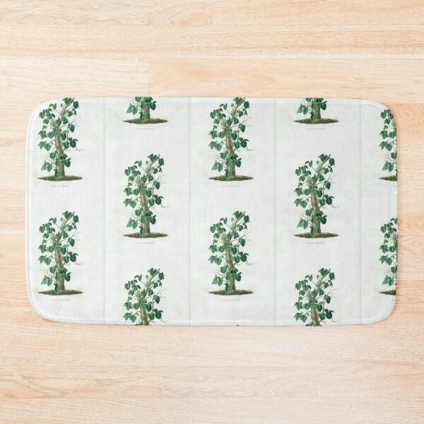 Item preview, Mature Syngonium podophyllum - Aroideae Maximilianae - Botanical Illustration designed and sold by chimakingthings.