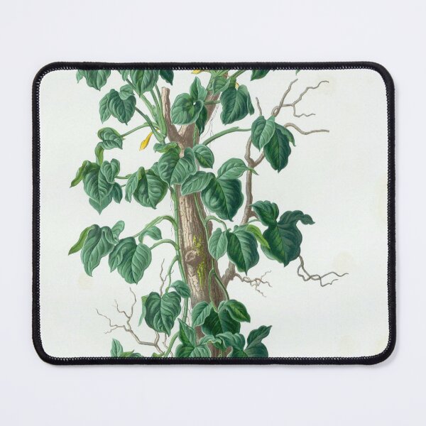 Item preview, Mature Syngonium podophyllum - Aroideae Maximilianae - Botanical Illustration designed and sold by chimakingthings.