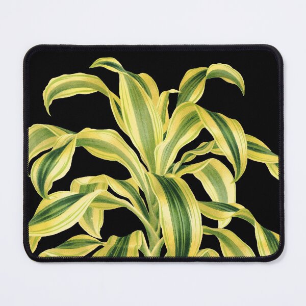 Item preview, Dracaena reflexa ‘Variegata’ - botanical illustration designed and sold by chimakingthings.