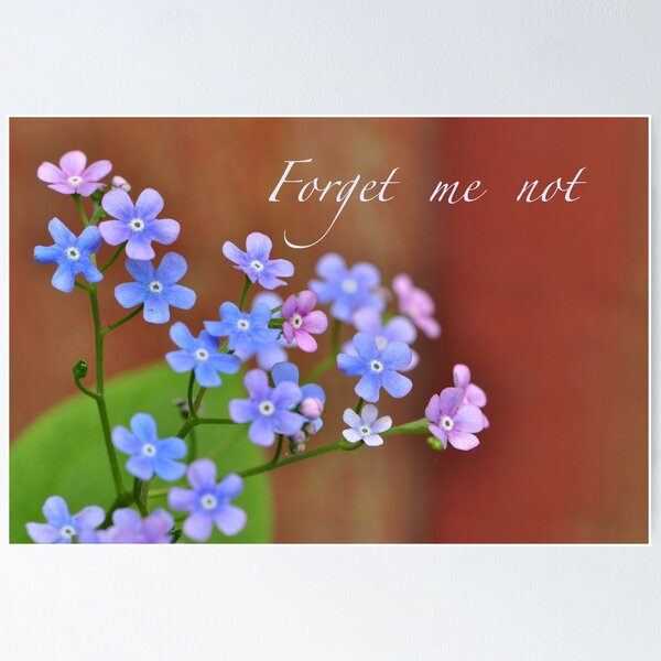 Aperçu de l'œuvre Forget me not créée et vendue par Heather Thorsen.