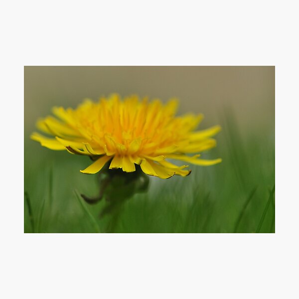 Aperçu de l'œuvre Dandelion créée et vendue par Heather Thorsen.