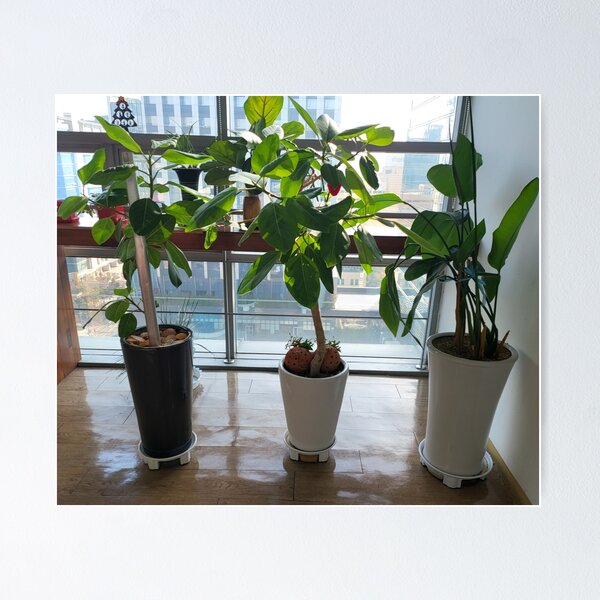 Item preview, three flowerpot designed and sold by fosterahope.
