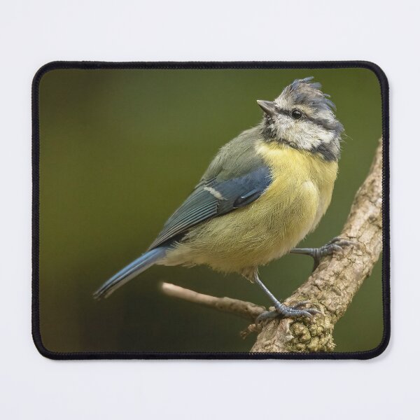 Item preview, Blue tit designed and sold by JLP ARTWORKS.