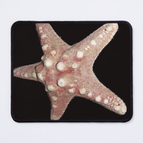 Item preview, Starfish, shells, sea designed and sold by Sternchen2789.