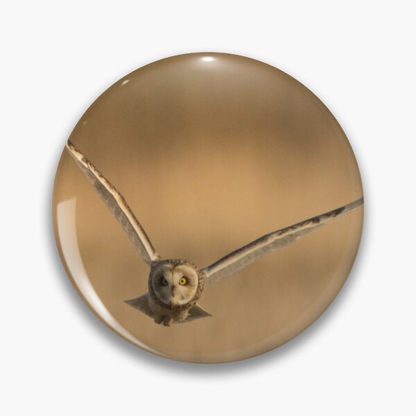 Item preview, Short Eared Owl in Golden Light. designed and sold by Derren Jones.