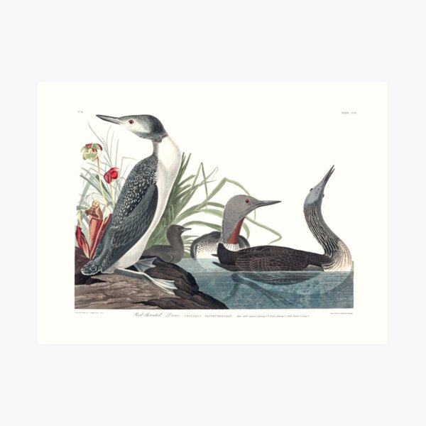 Red-throated Loon - John James Audubon Art Print