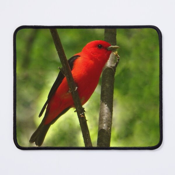 Item preview, Scarlet Tanager designed and sold by shotsfromthehip.