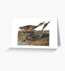 Northern Pintail - John James Audubon Greeting Card