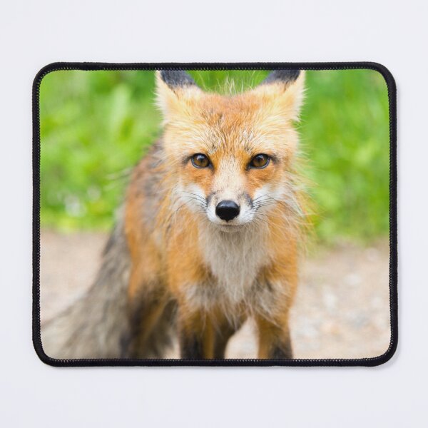 Item preview, Red Fox 2 designed and sold by EleanorWalker.