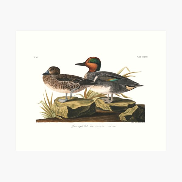 Item preview, Green winged Teal - John James Audubon designed and sold by billythekidtees.