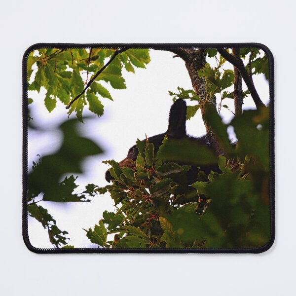 Item preview, Momma Black Bear Foraging For Food  designed and sold by LisaWootenPhoto.