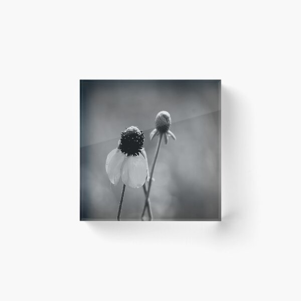Item preview, Coneflower designed and sold by EleanorWalker.