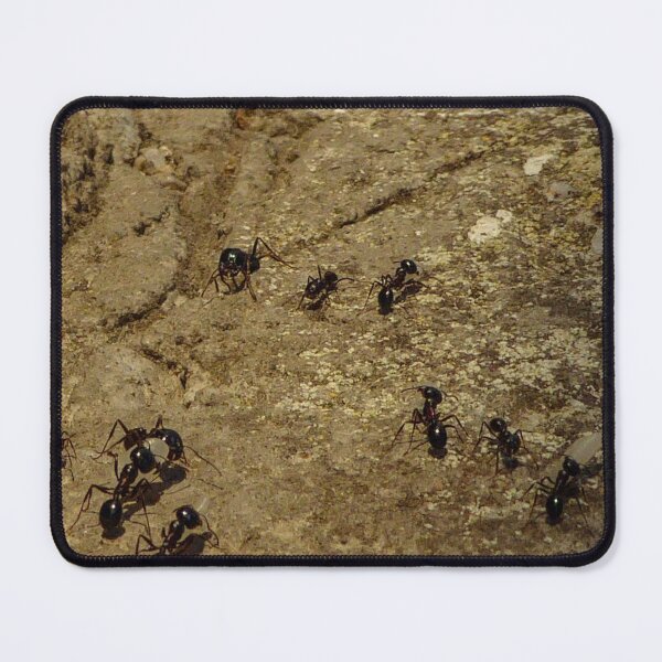 Item preview, ants designed and sold by Perggals© - Stacey Turner.