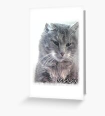 Munchie, the stray cat Greeting Card
