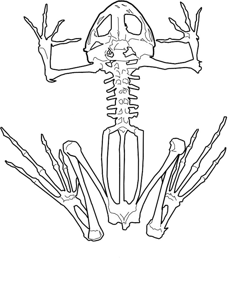 Body para bebé «Esqueleto de la rana» de klarapie | Redbubble Body para bebé «Esqueleto de la rana» de klarapie | Redbubble