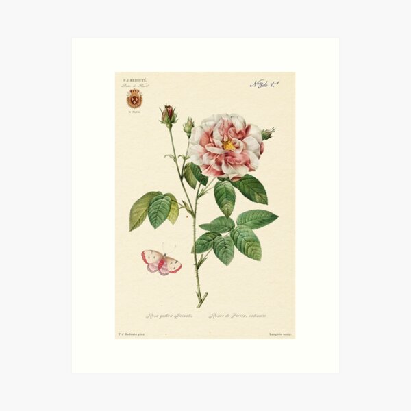 Item preview, French Provencal Rose by Redouté, édition classique designed and sold by GalBotanique.