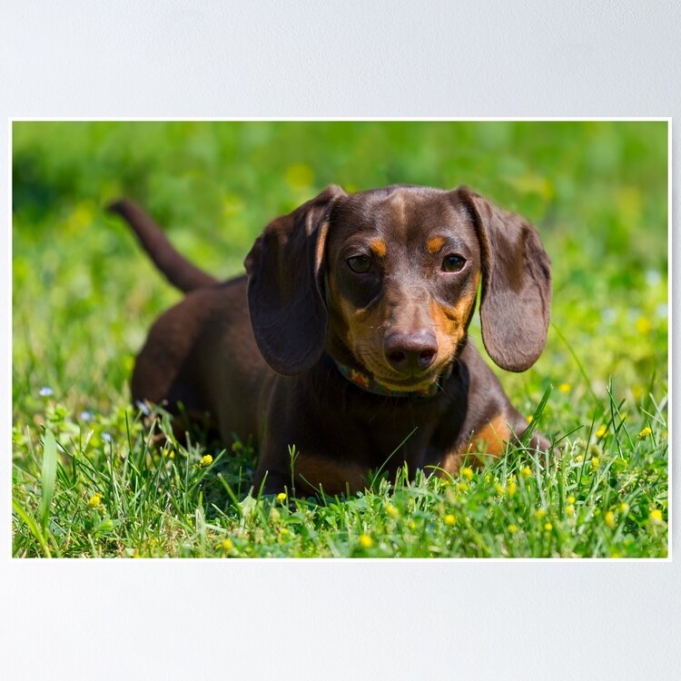 Chocolate weiner clearance dog