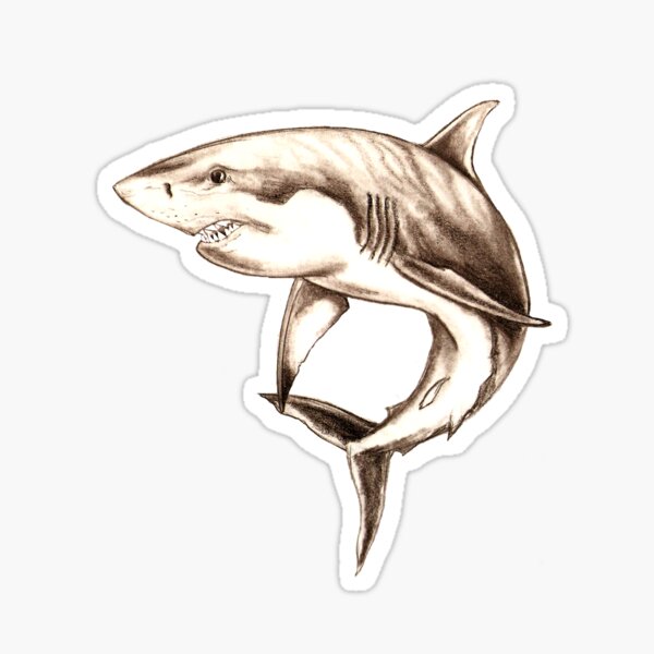 Great White Shark Drawing  Great White Shark Drawings  Free Transparent  PNG Clipart Images Download