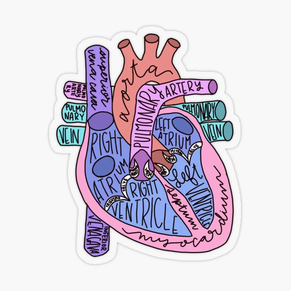 Anatomical Heart Sticker – Not Enough Art