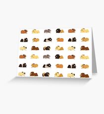 Guinea pigs Greeting Card