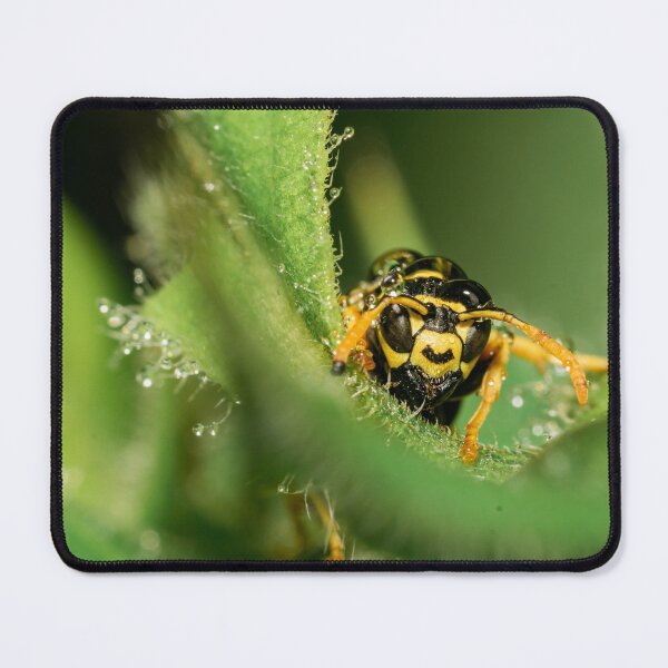 Item preview, Close up of a German wasp designed and sold by BBPGallery.