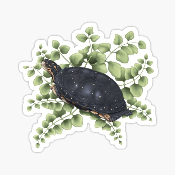 Spotted Turtle Sticker