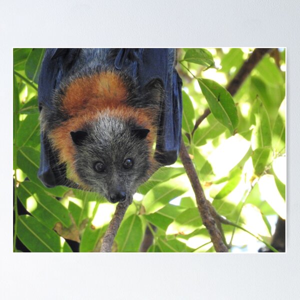 Item preview, Cute Little Bat designed and sold by shellandshilo.