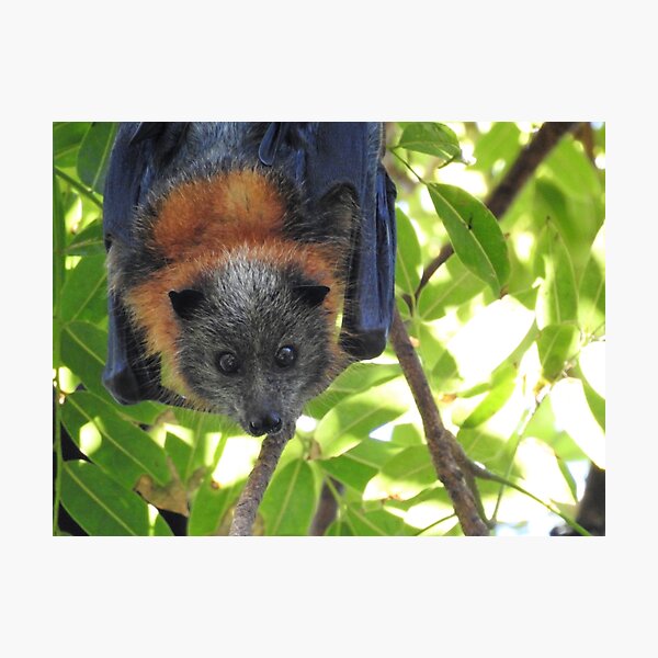 Item preview, Cute Little Bat designed and sold by shellandshilo.