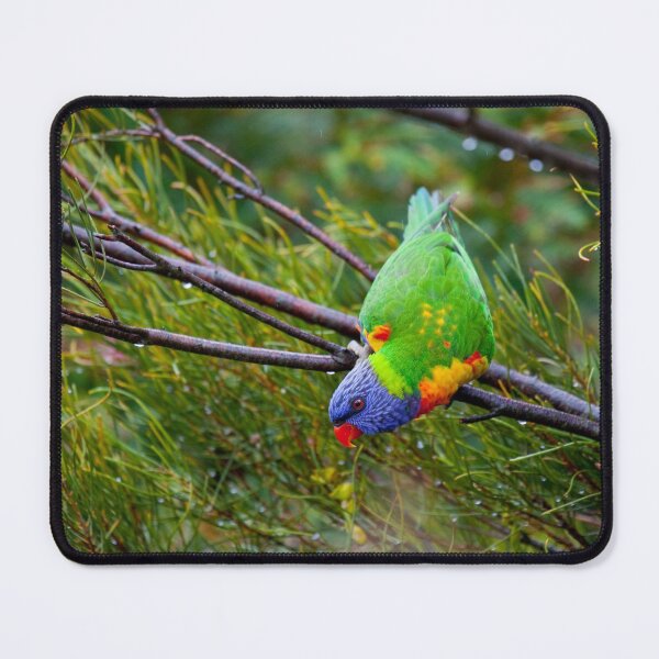 Item preview, Technicolour Lorikeet designed and sold by margotk.