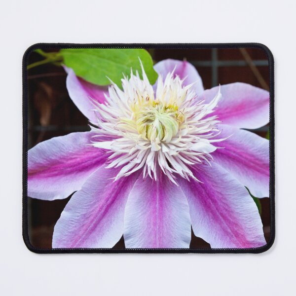Item preview, Clematis designed and sold by margotk.