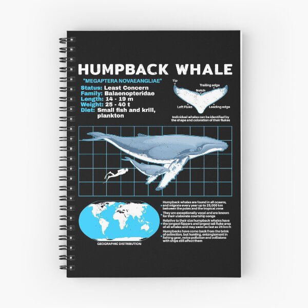 Item preview, Humpback Whale Fact Sheet designed and sold by NicGrayGraphic.
