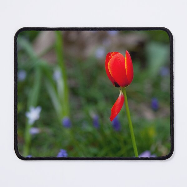 Item preview, Red Tulip designed and sold by margotk.
