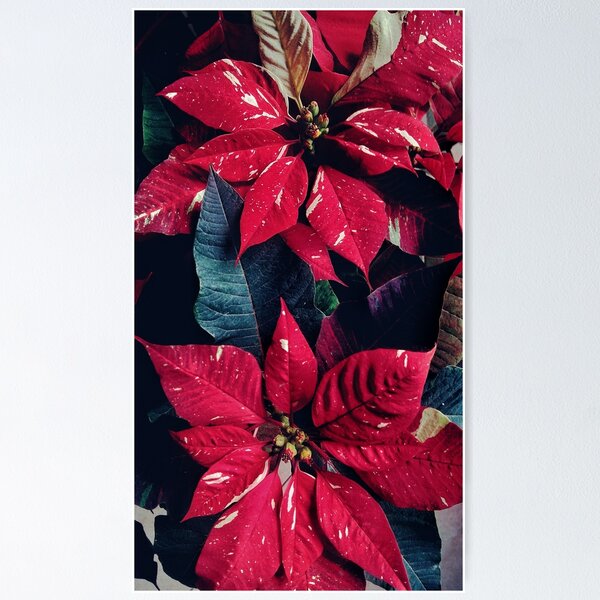 Item preview, Euphorbia pulcherrima designed and sold by Ether hocromic.