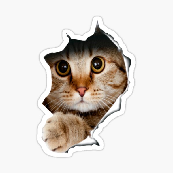 Just A Men Who Loves Beluga Cat' Sticker | Spreadshirt
