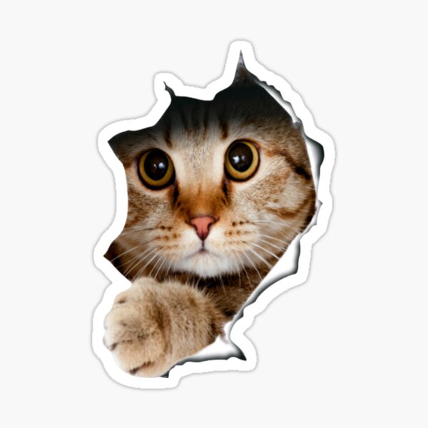 Beluga Cat Sticker for Sale by LUCKY DESIGNER