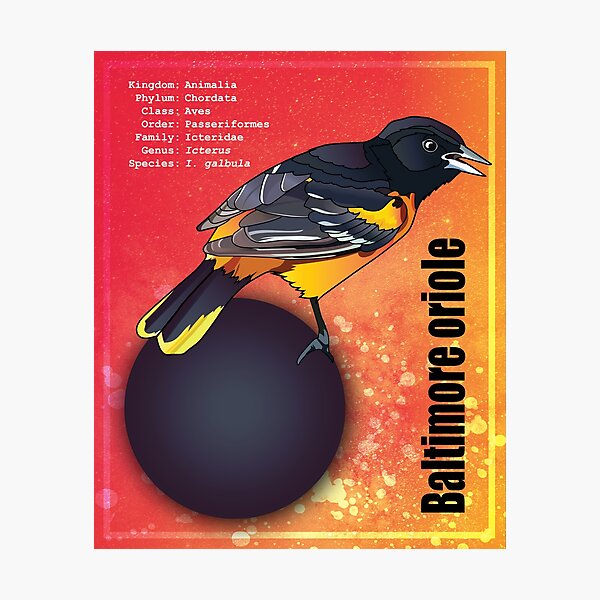 Item preview, Bird Lover Poster - Baltimore Oriole designed and sold by theblueofmyeye.