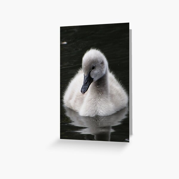 Cygnet Greeting Card