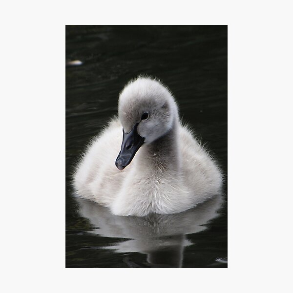 Cygnet Photographic Print